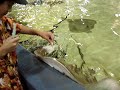 feeding sting rays part 2