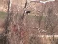 Bald Eagle Catching Fish in Pond - Columbia Maryland Bald Eagle Catching Fish in Pond - Columbia Maryland