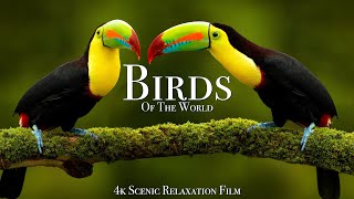 Birds Of The World 4K - Scenic Wildlife Film With 