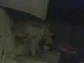 UMM woah! tabethas dogs..NOT MINE! UMM woah! tabethas dogs..NOT MINE!
