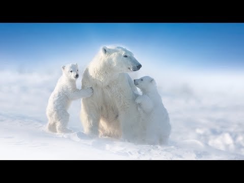 Arctic Home #Coca-Cola + WWF