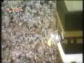 Hajj Ka Tariqa - (2of8)