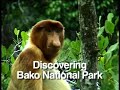 Discovering Bako 1
