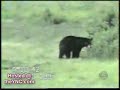 Bear chaser