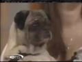 A besz�l� kutya