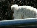 Condor - The Movie