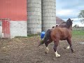 Duke Horse - Part 1