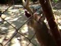 videos de IMG 1957