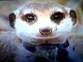 Meerkat Manor A Tribute To Flower