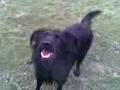 videos de Dogs in field playing ball