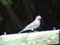 House Finch and Oregonian Junco