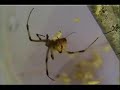 Brown Widow Vs Termites