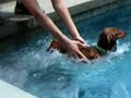 Bug the Dachshund In The Pool