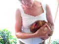 My Broody Hen My Broody Hen