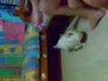 chicken jumping