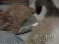Persians Kittens for sale in Florida by Clyd-A-Scope-Persians Cattery 10-13-2008