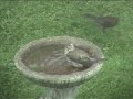 Mistle Thrush Mistle Thrush
