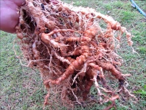 how to isolate nematodes from infected roots and leaves