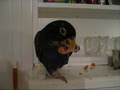 Bentham the bronze wing pionus trick