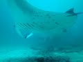 Manta Rays In Dhonkalo Thila