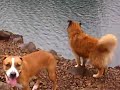 mika dog cougar res mika dog cougar res