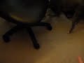 The Great Susu vs The Stuffed Fish
