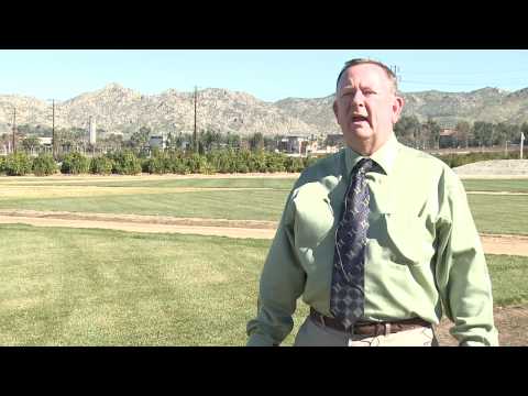 how to care centipede grass