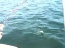 We took the boat to the airshow at Tyndall Airforce Base. Michell caught saltwater catfish while we were there.