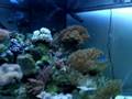 My Corner Tank