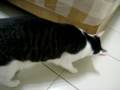 videos de 081120--BB尋寶