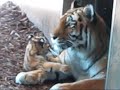 Tigermama mit 6 Wochen alten Zwillingen