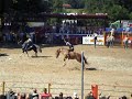 Rodeo Hilter 2007 Wildpferdreiten Zweites Go