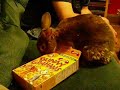 Cinnamon vs. Bunny Grahams