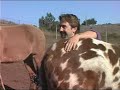 Not Stubborn Not My Mule