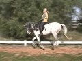 Beautiful Andalusian Stallion Beautiful Andalusian Stallion