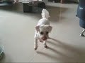 itchy buttocks