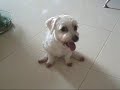 itchy buttocks