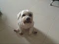 itchy buttocks