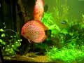 Acuario 600l discos