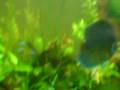 Acuario 600l discos