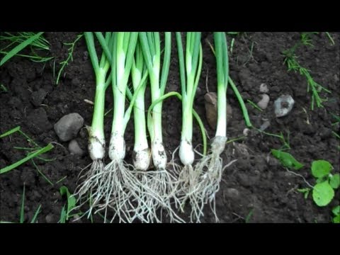 how to harvest spring onion