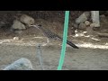 Roadrunner bird Geococcyx running in Aviary, Living Desert Roadrunner bird Geococcyx running in Aviary, Living Desert