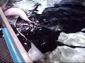 Fun With Mantas!