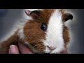 MIDNR - Cavia