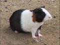 MIDNR - Cavia