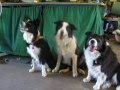 my dogs - photoShow
