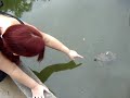 Killer turtle attacks! Killer turtle attacks!