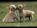 Chihuahua Music Video