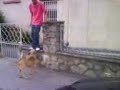 El Perro Quesuo..!!