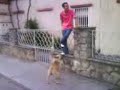 El Perro Quesuo..!!